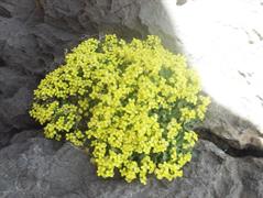 ازمکی طوقه‌ای 